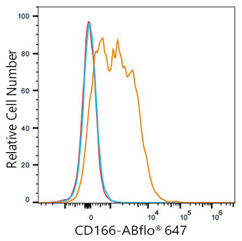 anti CD166 antibody