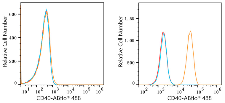 ABflo® 488 Rabbit anti-Human CD40 mAb