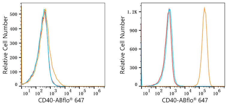 ABflo® 647 Rabbit anti-Human CD40 mAb