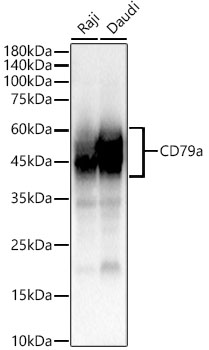 CD79a Rabbit PolymAb®