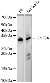 LIN28A Rabbit PolymAb®