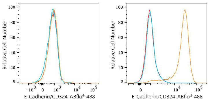 ABflo® 488 Rabbit anti-Human E-Cadherin/CD324 mAb