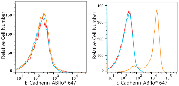 ABflo® 647 Rabbit anti-Human E-Cadherin/CD324 mAb