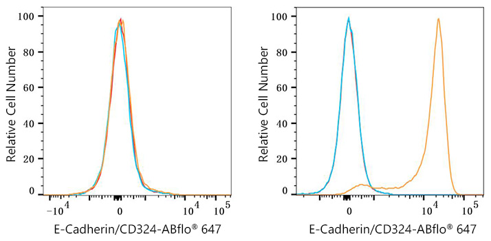 ABflo® 647 Rabbit anti-Human E-Cadherin/CD324 mAb