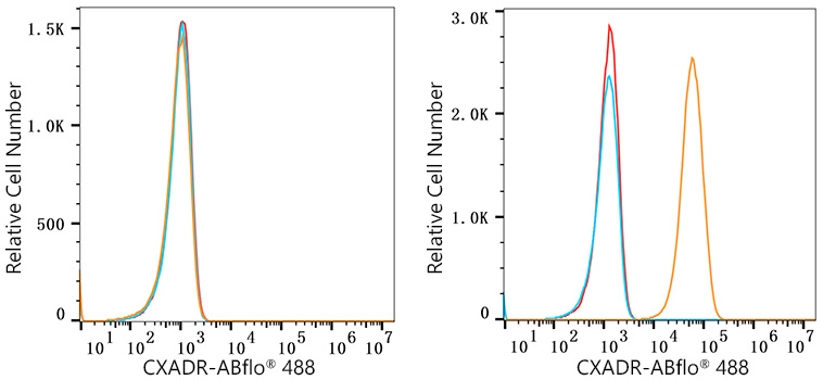 ABflo® 488 Rabbit anti-Human CAR/CXADR mAb