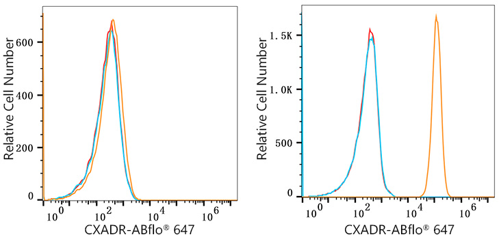 ABflo® 647 Rabbit anti-Human CAR/CXADR mAb