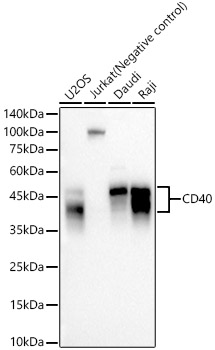 CD40 Rabbit mAb