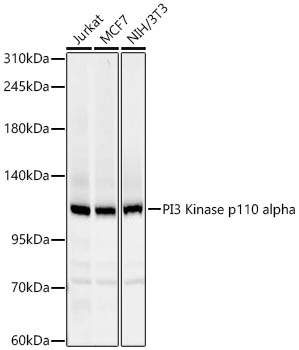 PI3 Kinase p110 alpha Rabbit mAb