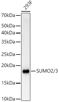 SUMO2/3 Rabbit mAb