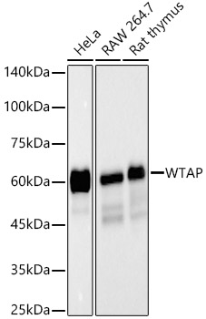 WTAP Rabbit mAb