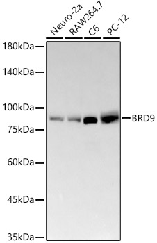 BRD9 Rabbit mAb