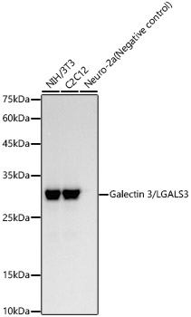 Galectin 3/LGALS3 Rabbit mAb