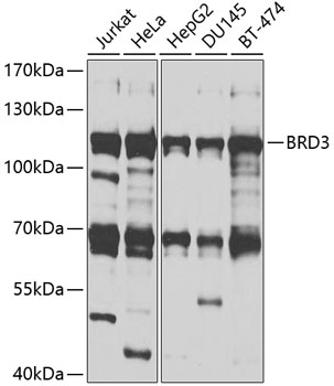 BRD3 Rabbit pAb