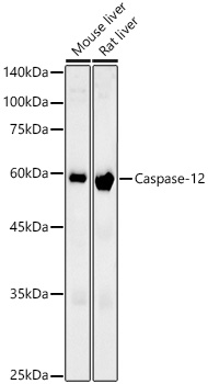 Caspase-12 Rabbit mAb