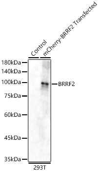 BRRF2 Rabbit pAb