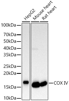 [KD Validated] COX IV Rabbit pAb