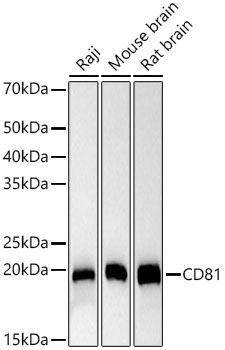 CD81 Rabbit PolymAb®