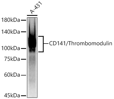 CD141/Thrombomodulin Rabbit PolymAb®