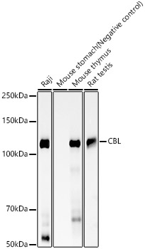 CBL Rabbit mAb