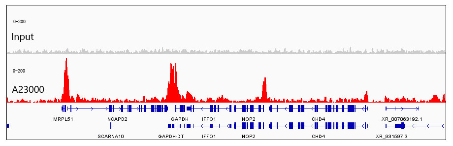 Histone H4 Rabbit mAb