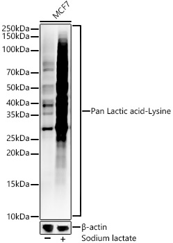 Pan Lactic acid-Lysine Rabbit mAb