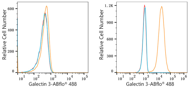 ABflo® 488 Rabbit anti-Human Galectin 3 mAb