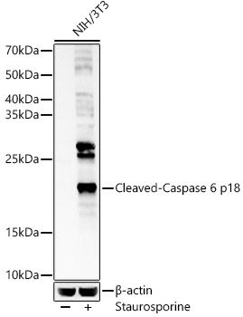 Caspase-6 Rabbit pAb