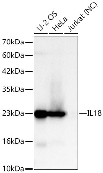 IL18 Rabbit mAb