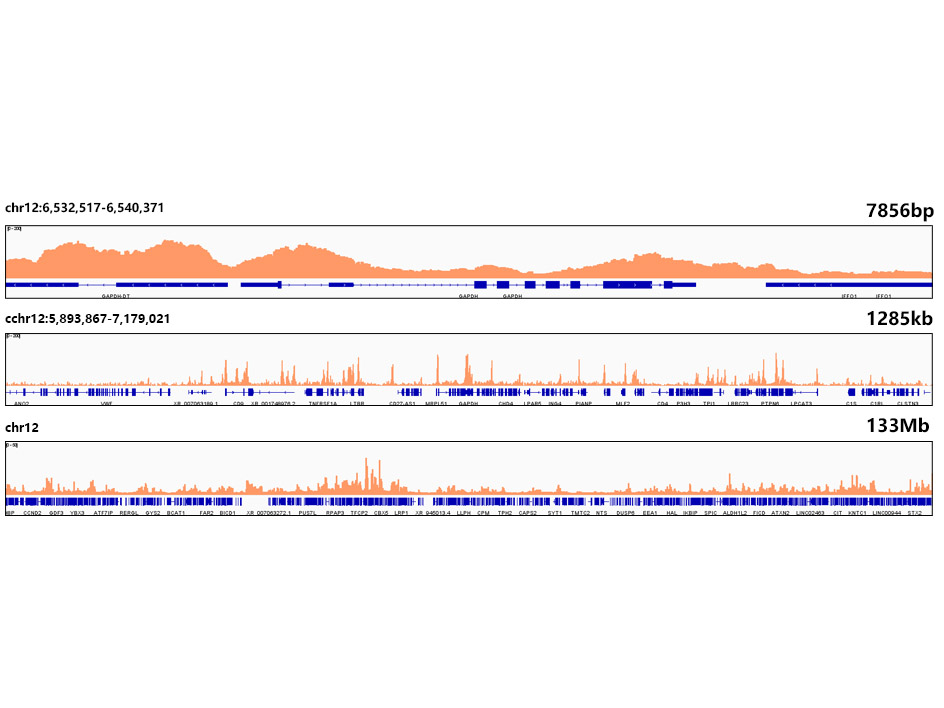 Acetyl-Histone H4-K5 Rabbit mAb