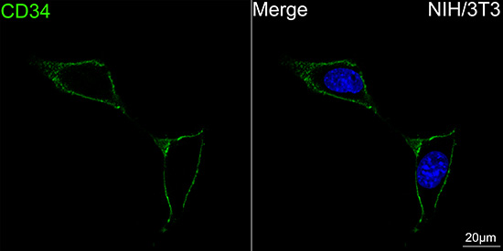 ABflo® 488 Rabbit anti-Mouse CD34 mAb