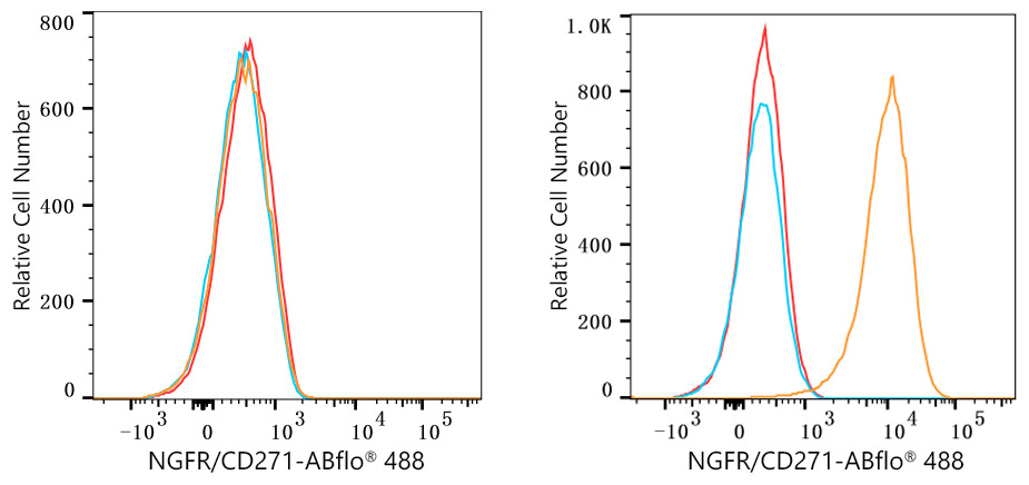 ABflo® 488 Rabbit anti-Human CD271/NGFR mAb