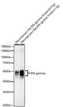 IFN gamma Rabbit mAb