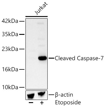 Cleaved Caspase-7 Rabbit mAb