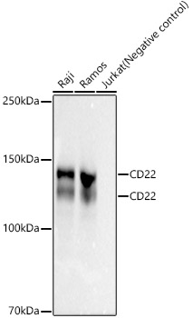 CD22 Rabbit mAb