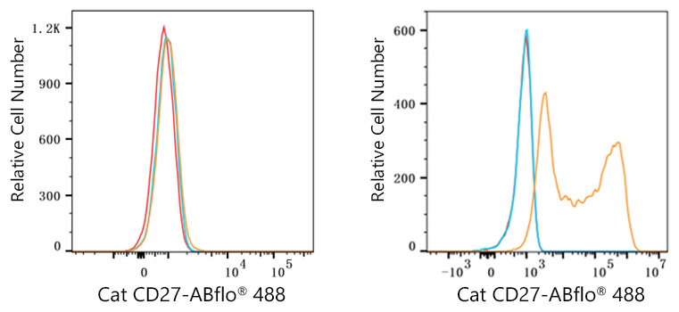 ABflo® 488 Rabbit anti-Cat CD27 mAb