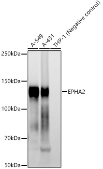 EPHA2 Rabbit mAb