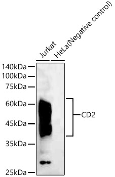 CD2 Rabbit mAb