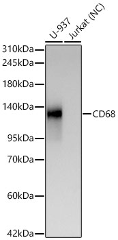 CD68 Rabbit mAb