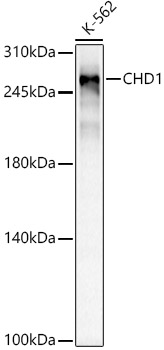 CHD1 Rabbit mAb