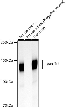 pan-Trk Rabbit mAb