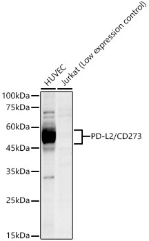 PD-L2/CD273 Rabbit mAb