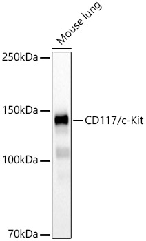 CD117/c-Kit Rabbit mAb