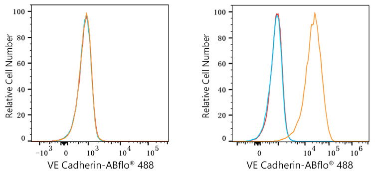 ABflo® 488 Rabbit anti-Human CD144/VE Cadherin mAb