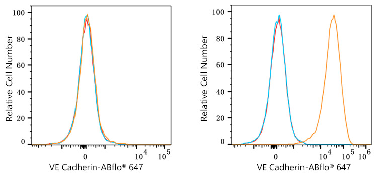 ABflo® 647 Rabbit anti-Human CD144/VE Cadherin mAb