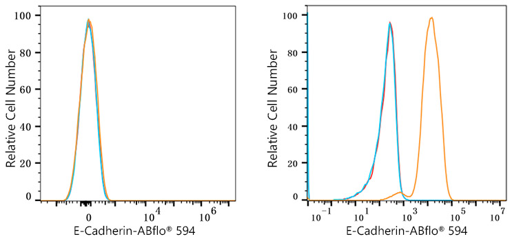 ABflo® 594 Rabbit anti-Human E-Cadherin/CD324 mAb