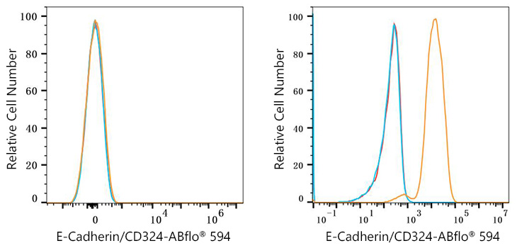 ABflo® 594 Rabbit anti-Human E-Cadherin/CD324 mAb