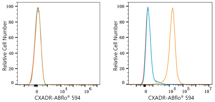 ABflo® 594 Rabbit anti-Human CAR/CXADR mAb