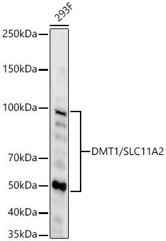 DMT1/SLC11A2 Rabbit mAb