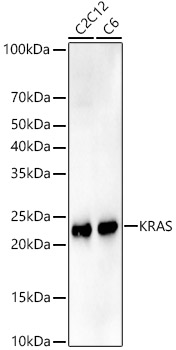 [KO Validated] KRAS Rabbit mAb