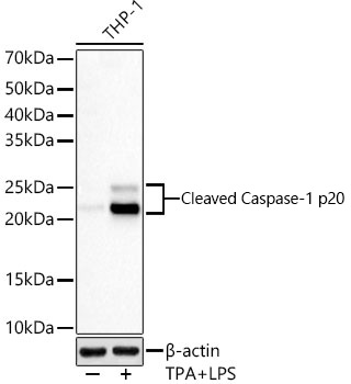 おまとめ【cal167】【aph74】 $_57.JPG?set_id=880000500F